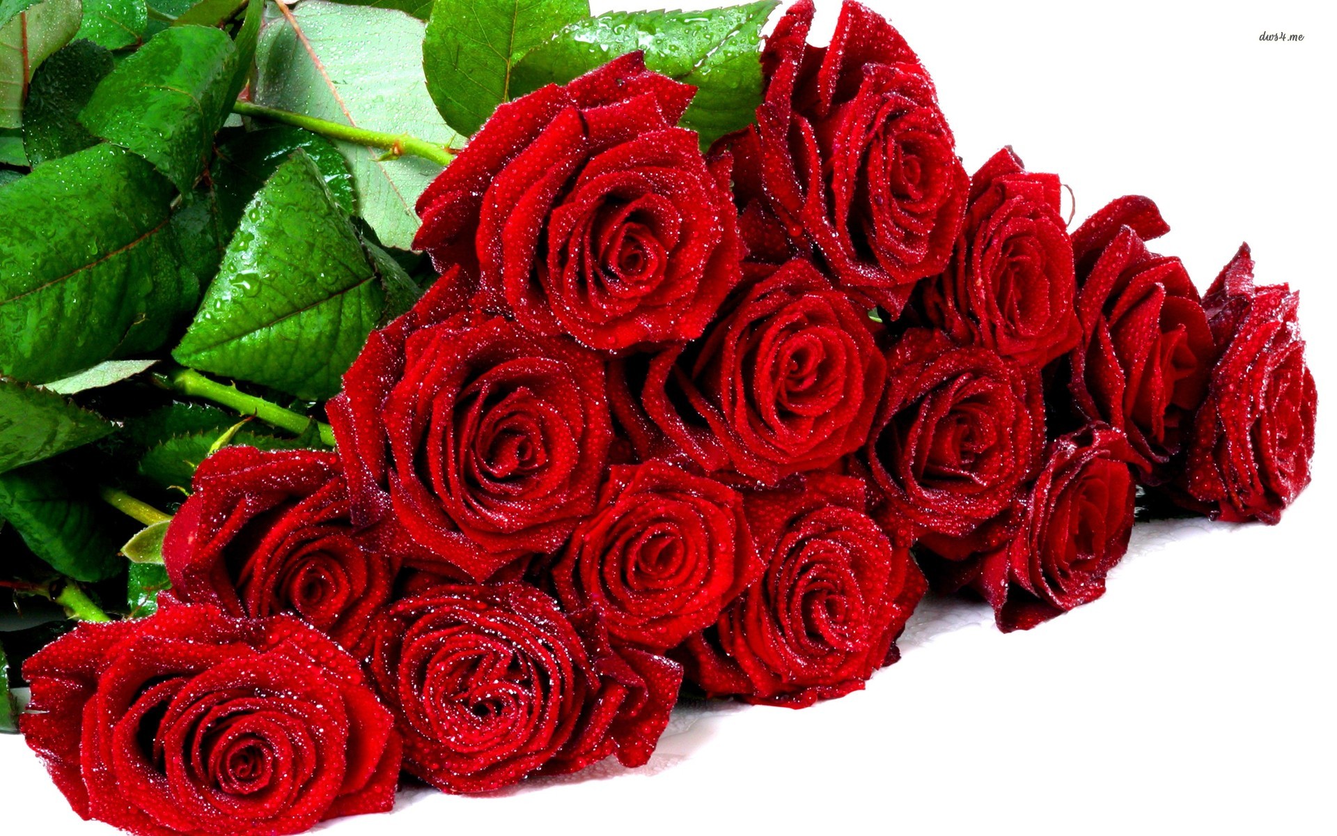 Roses 1