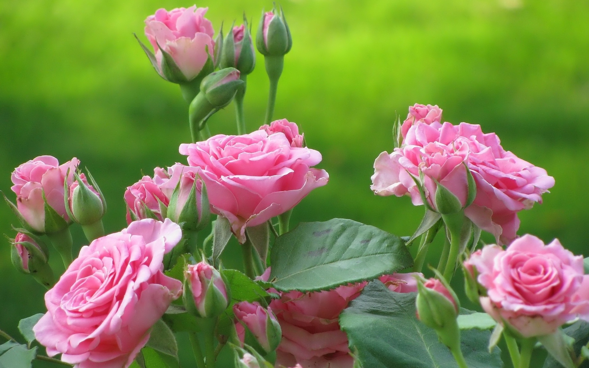 Roses 10