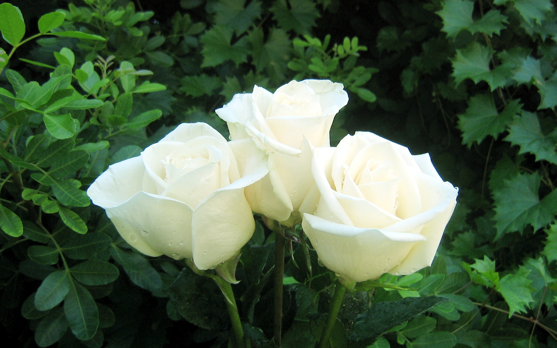 Roses 11