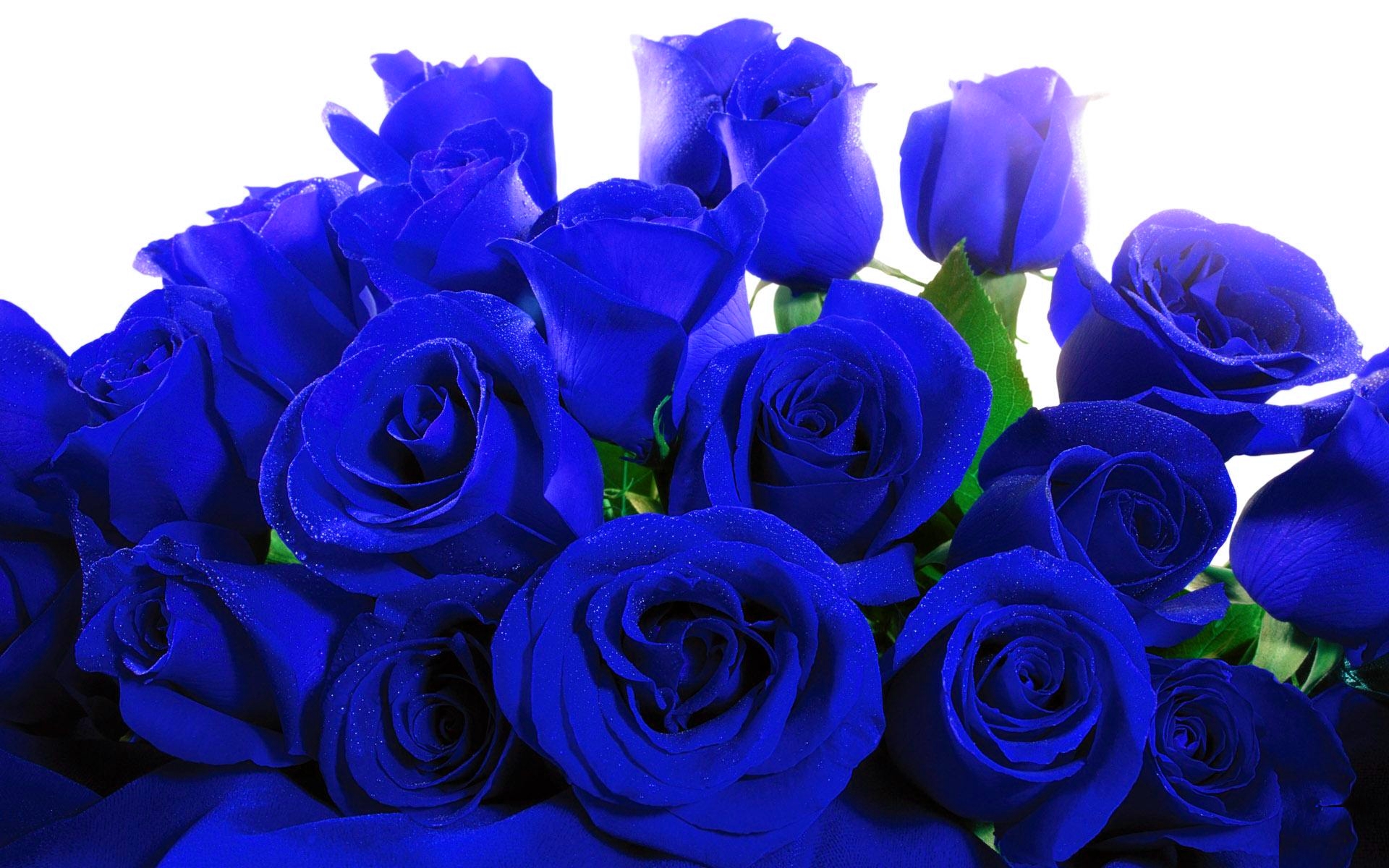 Roses 12