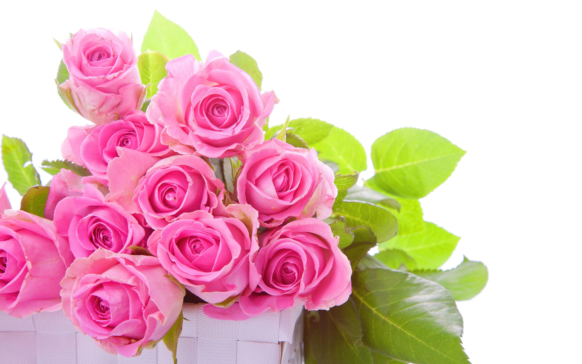Roses 13