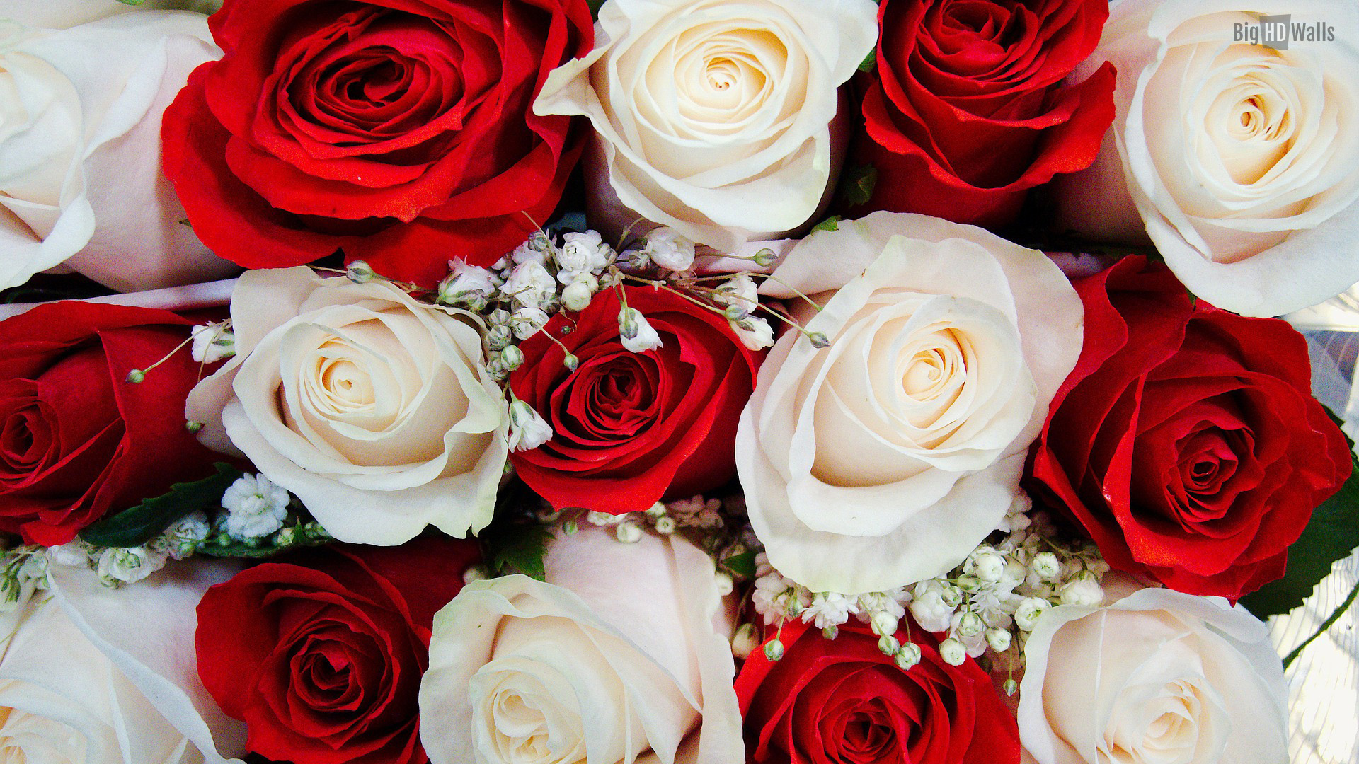 Roses 4