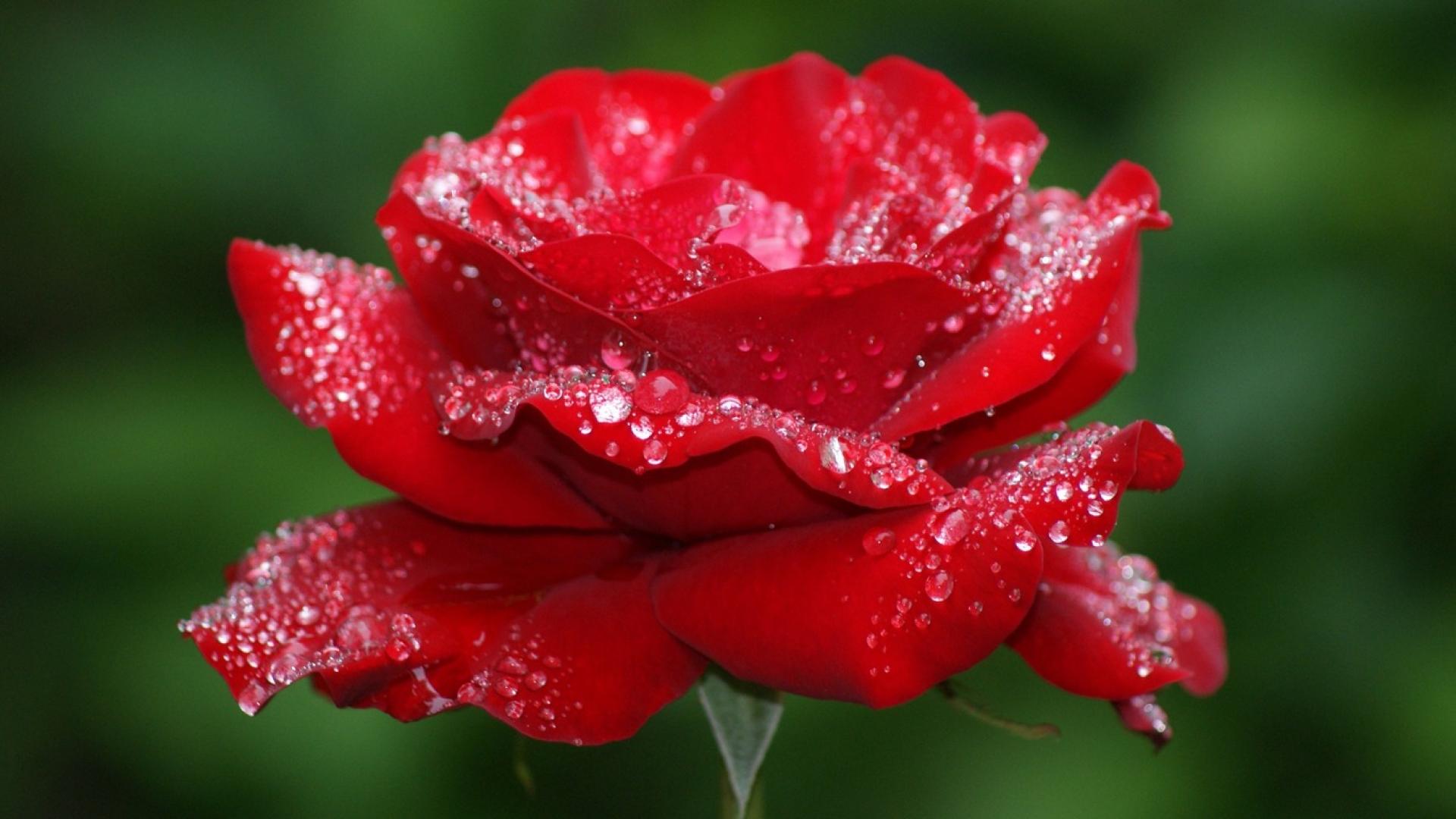 Roses 6