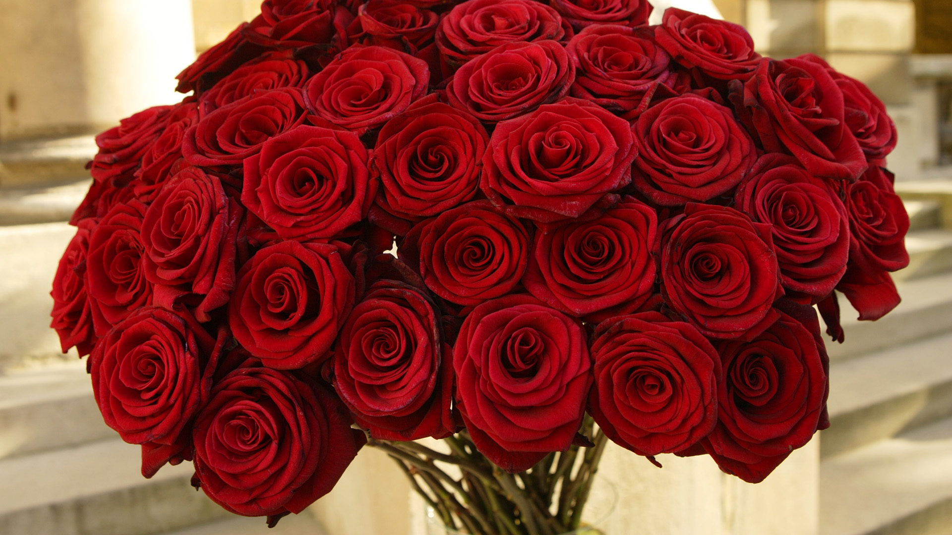 Roses 7